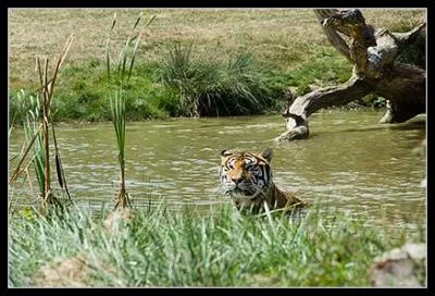 Sur quel continent vit le tigre ?