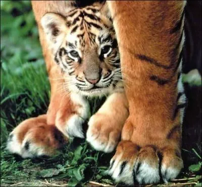 Quel est le poid d'un male adulte ? ( tigre )