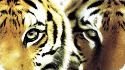 Quel est le film de Jean-Jacques Annaud qui raconte la vie de 2 tigres ?