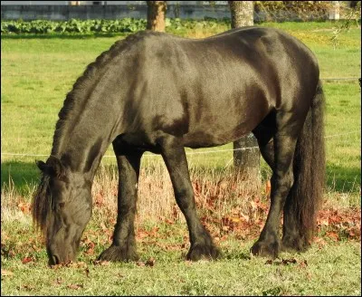 Quelle robe est-ce ?