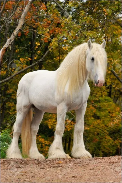 Quelle robe est-ce ?