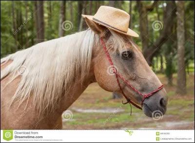 Quelle robe est-ce ?