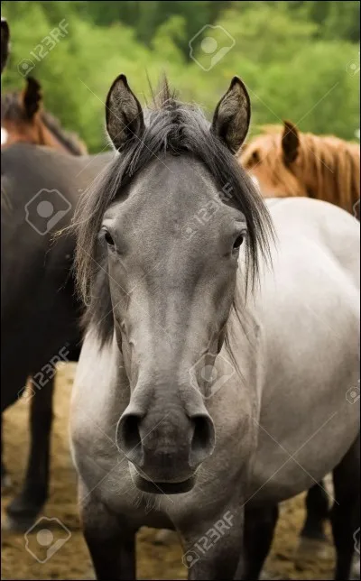 Quelle robe est-ce ?