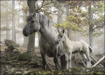 Quelle robe est-ce ?