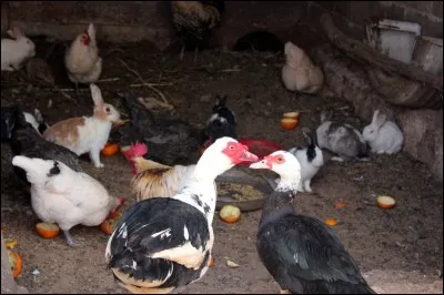 Dans quelques pays, quel est l'animal considéré comme le messager de Pâques ?