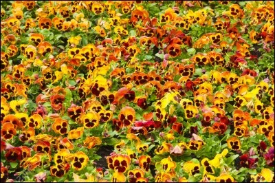 Quel fleur est désignée comme la fleur de Pâques ?