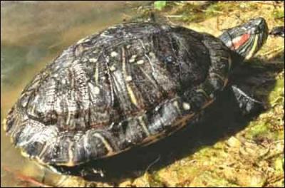 Quel est la dure de vie moyenne d'une :  Tortue de Floride