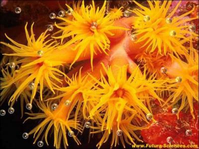 Quel est la dure de vie moyenne d'une :  Anmone de mer