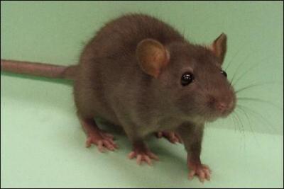 Quel est la dure de vie moyenne d'un :  Rat