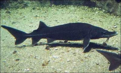 Quel est la dure de vie moyenne d'un :  Esturgeon