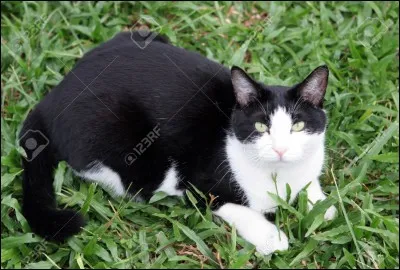 Comment s'appelle la mère de son chat ?