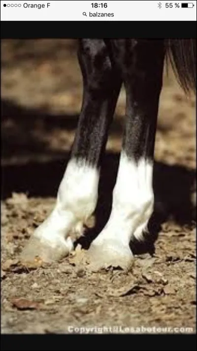 Ce sont des balzanes :