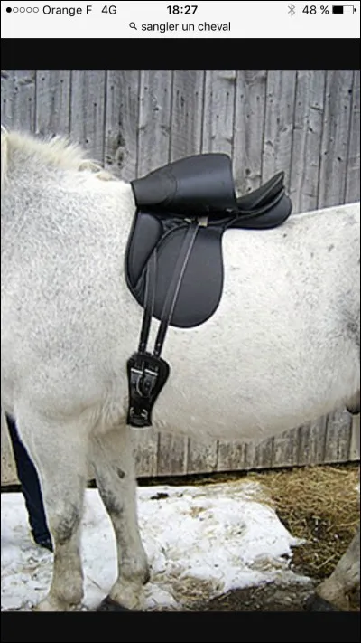 Comment sait-on si un cheval est correctement sangler ?