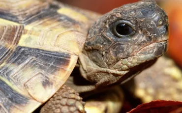Quiz Tortues