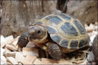 Pendant combien de temps la tortue terrestre pond-elle des œufs ?
