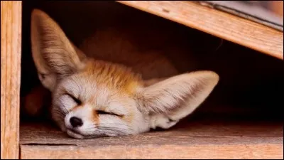 De quel animal se rapproche le fennec ?
