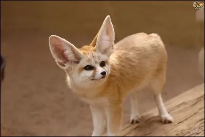 Combien mesure le Fennec adulte ?