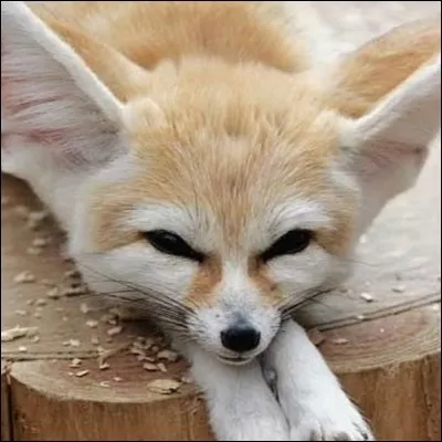 Quelle est sa période de gestation ?