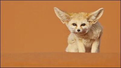 Quelle est la longévité du fennec (à l'état sauvage) ?