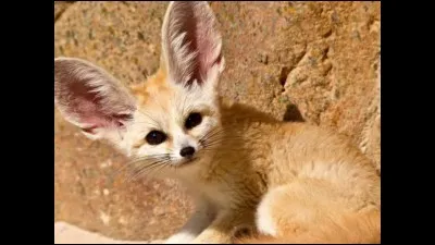 Quel est le nom scientifique du fennec ?