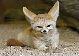 Quiz Animaux