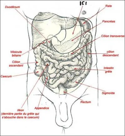 Mais qu'est-ce que c'est ?