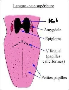 Qu'est-ce que c'est ?