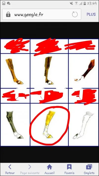 Comment se nomme la balzane entourée ?