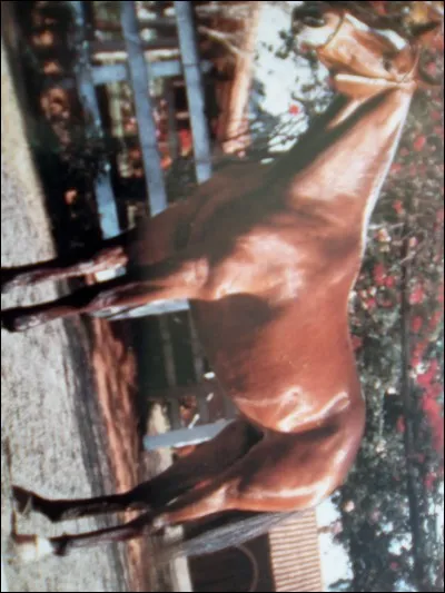 Quelle est cette race ?