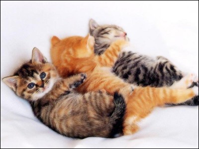 Si vous trouvez une chatte blessée enceinte de 3 chatons, que faites-vous ?