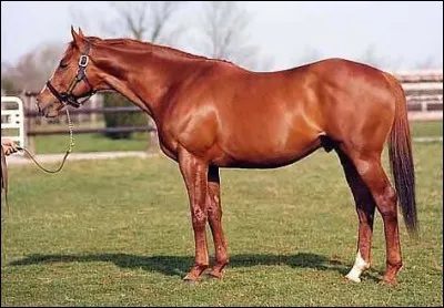 Quelle est la robe d'un cheval tout orange ?