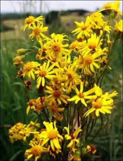 Qu'est-ce qui est toxique pour le cheval ?