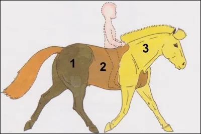 L'avant-main est le ...