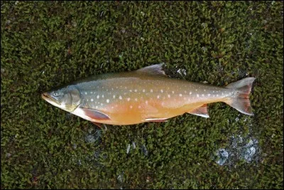 Quel est ce poisson ?