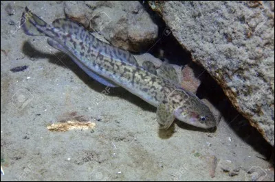 Quel est ce poisson ?