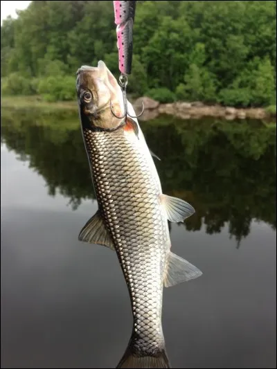 Quel est ce poisson ?