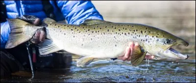 Quel est ce poisson ?