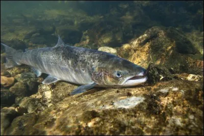 Quel est ce poisson ?