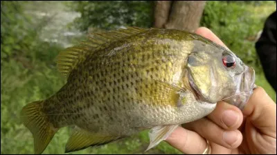 Quel est ce poisson ?
