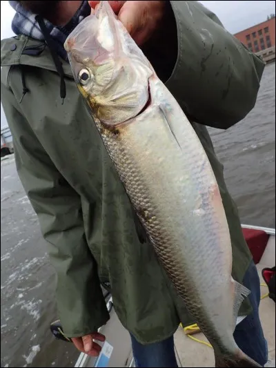 Quel est ce poisson ?