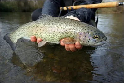 Quel est ce poisson ?