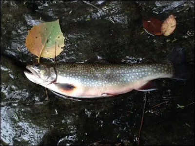 Quel est ce poisson ?