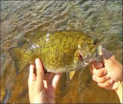 Quel est ce poisson ?