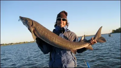 Quel est ce poisson ?