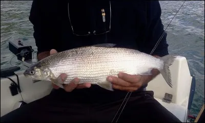 Quel est ce poisson ?