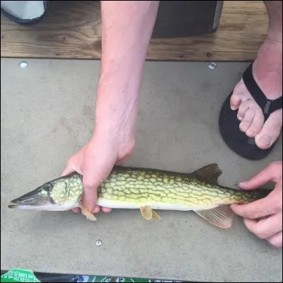 Quel est ce poisson ?