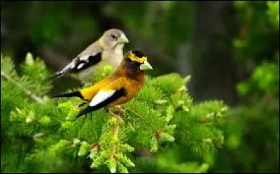 Objectif photographique qui permet des effets d'éloignement ou de rapprochement :