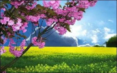 Linguistique. Langue utilisée pour la rédaction des livres sacrés des Perses :