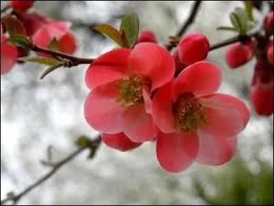 Ils sont sereins, calmes, tranquilles :