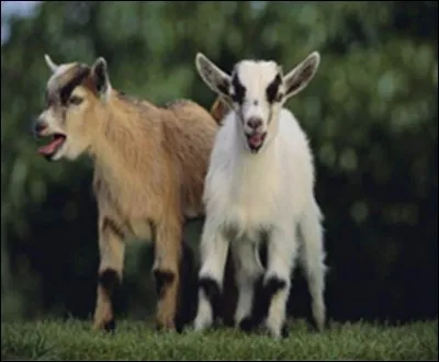 Selon une légende originaire du lieu qu'il a visité, comment les chèvres bêlent-elles ?